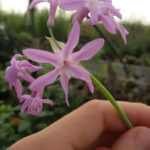 Aglio peruviano - Tulbaghia violacea