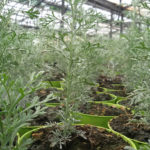 Assenzio powis castle artemisia arborescens