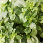 Basilico greco ocimum minimum