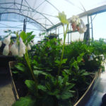 Consolida symphytum grandiflorum