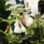 Consolida symphytum grandiflorum