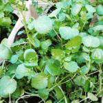 Crescione delle fontane - Nasturtium officinalis