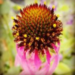 Echinacea purpurea - Echinacea