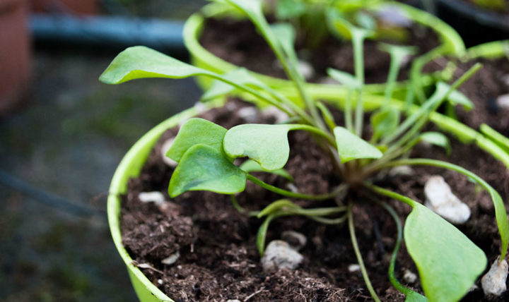 Riego de invierno: si y cómo hacerlo