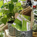 Geel Floricultura - biglietti