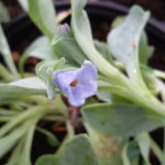 Mertensia maritima pianta ostrica