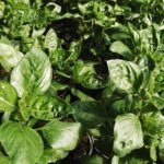 Ocimum basilicum - Basilico