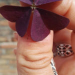 Oxalis xalis