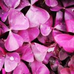 Oxalis xalis burgundy wine