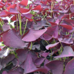 Oxalis xalis burgundy wine