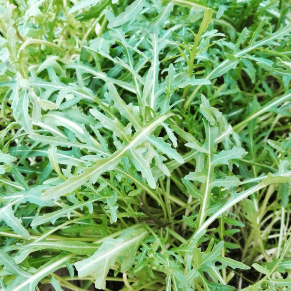 Rucola selvatica Diplotaxis tenuifolia