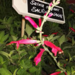 Salvia pineapple - Salvia elegans