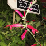 Salvia ananas - Salvia elegans