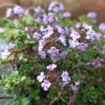 Thymus ca born wine and roses