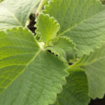 Timo tansania coleus amboinicus