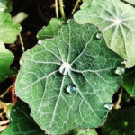 Tropaeolum majus nasturzio