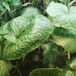 Wasabi - Wasabia japonica