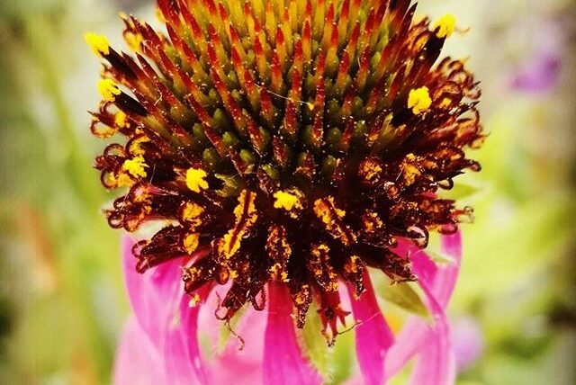 Programma “Porte Aperte in Vivaio”