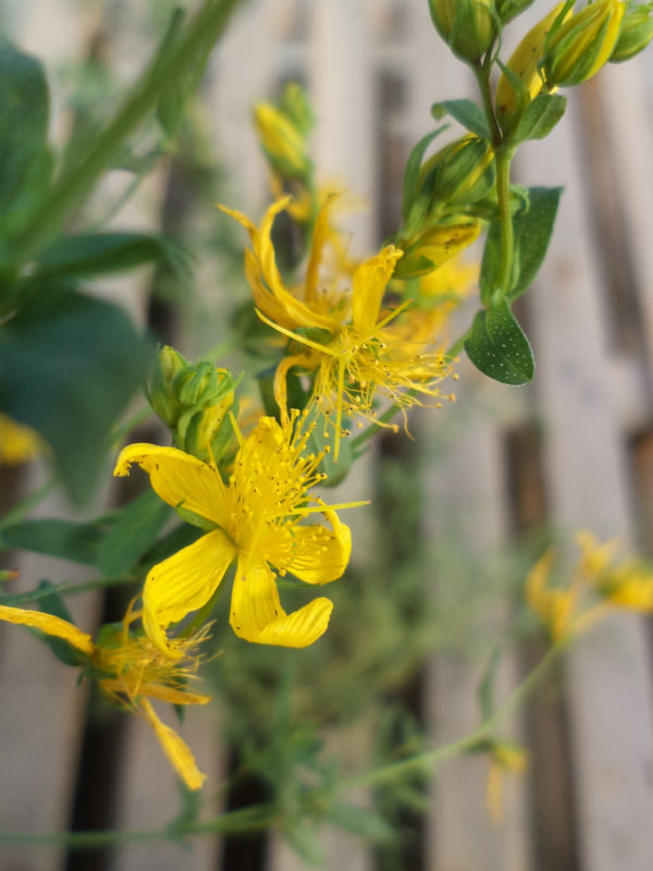 Iperico O Erba Di San Giovanni (Hypericum Perforatum) Erba Con Fiori - Foto 5