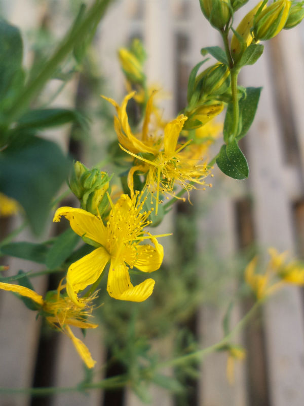 iperico erba di san giovanni hypericum perforatum