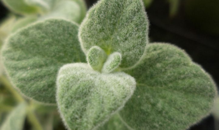 Los buscadores del amor