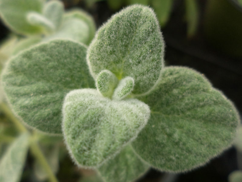 Ton Oregano Origanum Dictamnus