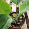 cavolo piccante lepidium latifolium
