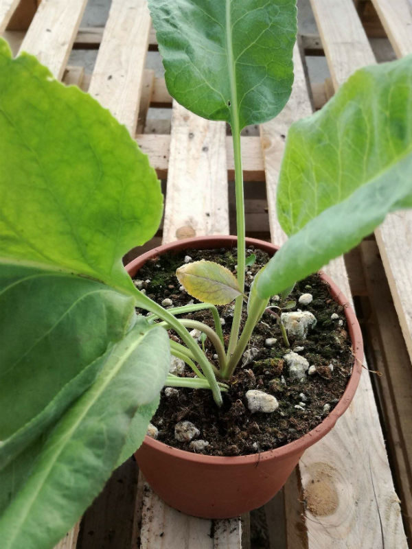 cavolo piccante lepidium latifolium