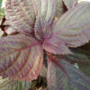 Shiso Perilla Frutescens