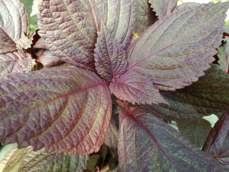 shiso perilla frutescens