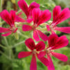 geranio nocciola pelargonium concolor lace