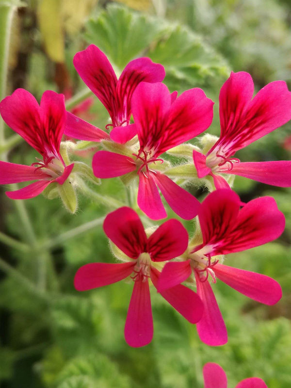geranio nocciola pelargonium concolor lace
