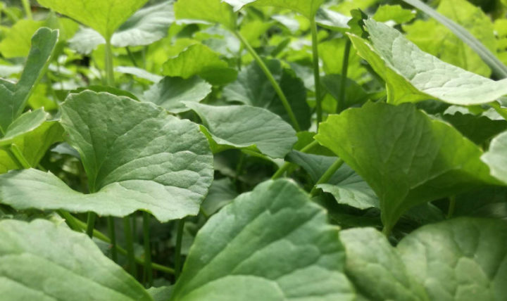 "Dos hojas al día, aleja la vejez"