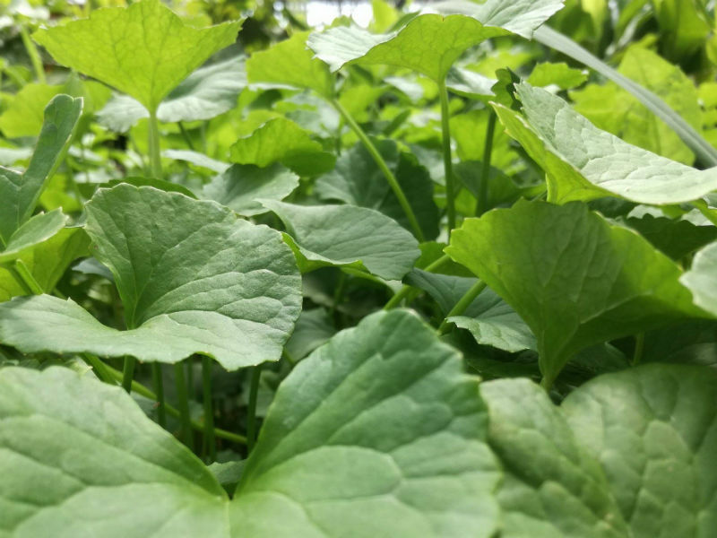 gotu kola centella asiática