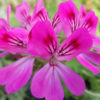 pelargonium cedro pelargonium pink capitatum