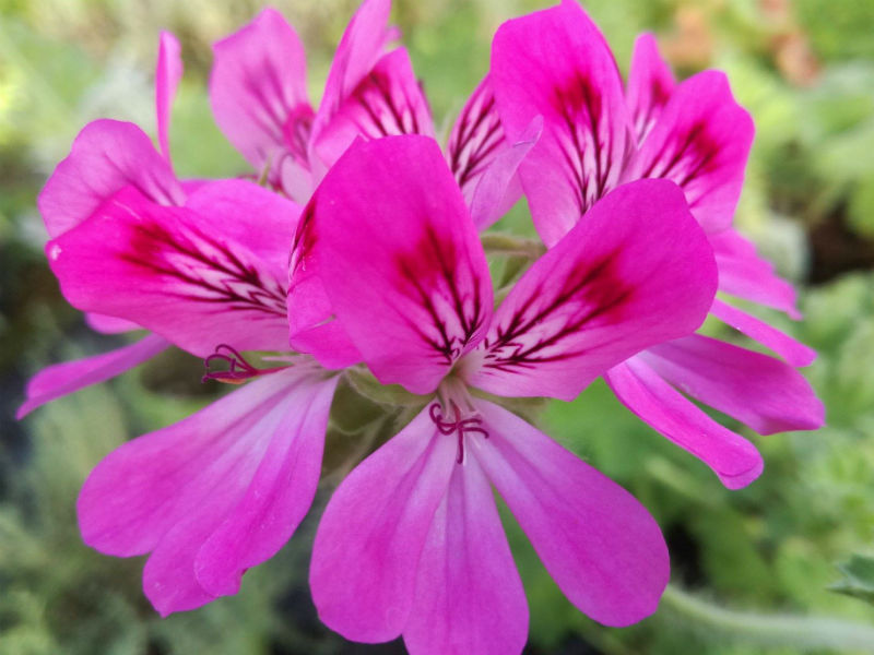 pelargonium cedro pelargonium pink capitatum