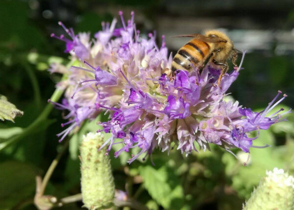 Rette die Bienen - Bienen: Lass uns sie mit einer Blume retten!
