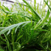 herbe star plantago coronopus