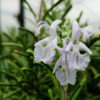 rosmarino gorizia rosmarinus officinalis gorizia
