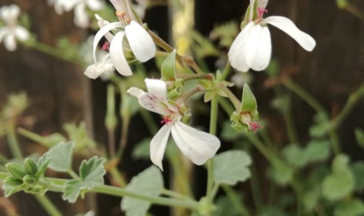 Fairs of the month of September 2019