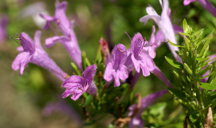 Fairs of the month of October 2020