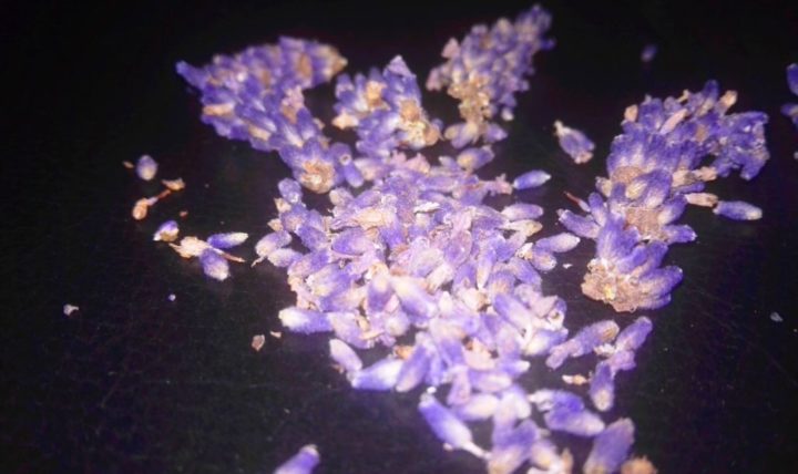 ¡ES HORA DE LAS FLORES AROMÁTICAS!