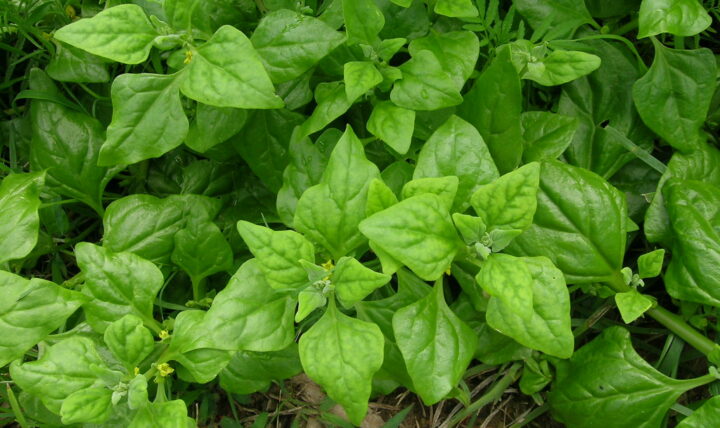 Tetragonia tetragonioides: summer spinach