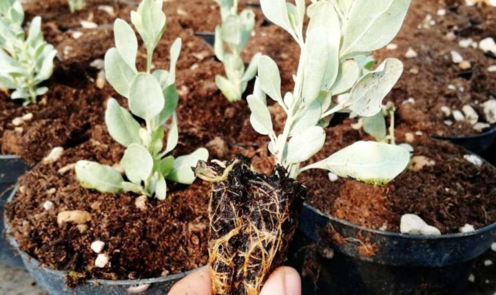 Las raíces: cómo son y qué tipos existen