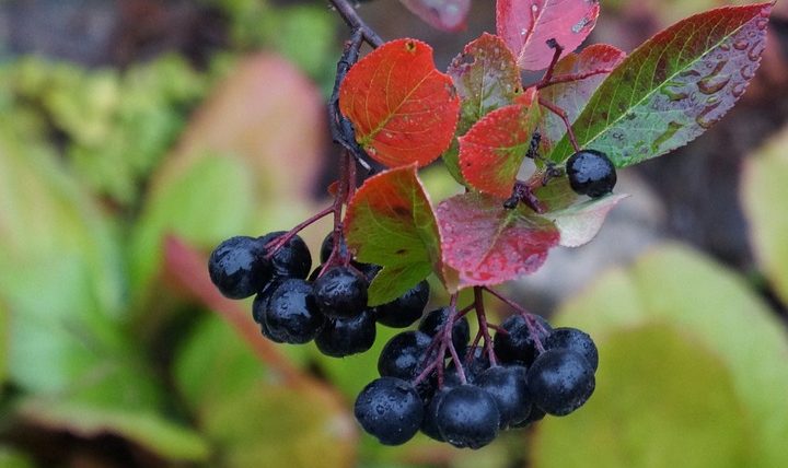 Fairs of the month of October 2019