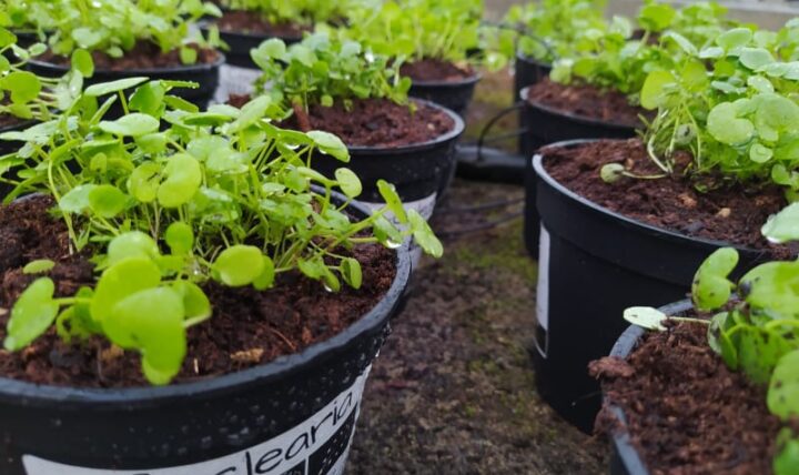 La ensalada en el balcón: hierbas silvestres para comer
