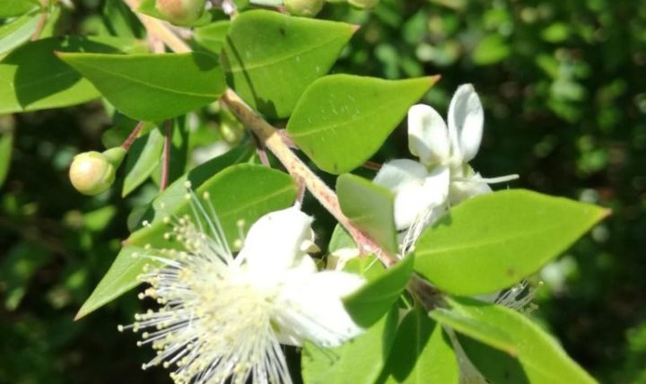 Il Mirto: mito, cocina, plantas