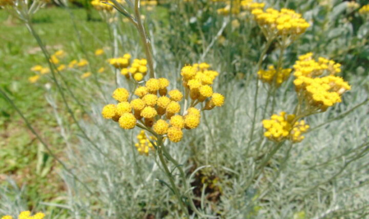 Helichrysum italicum y las glorias de una antigua Grecia