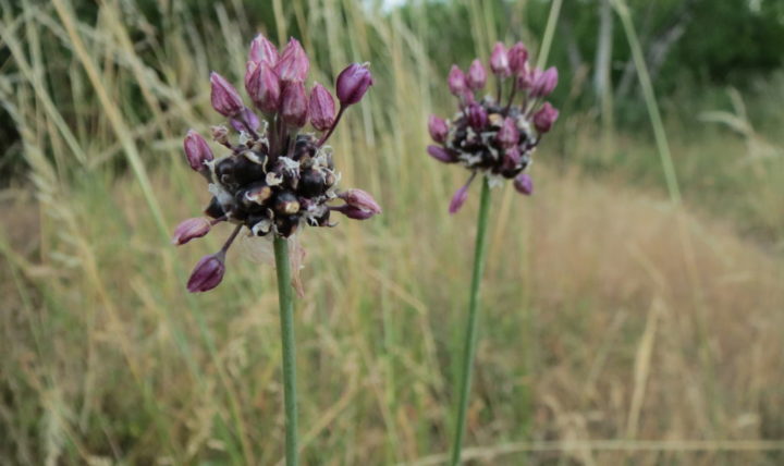 Ajo espontáneo: un recurso en el jardín