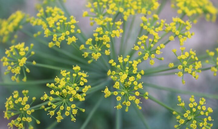 Tisane fredde in estate: benefici e istruzioni per l’uso